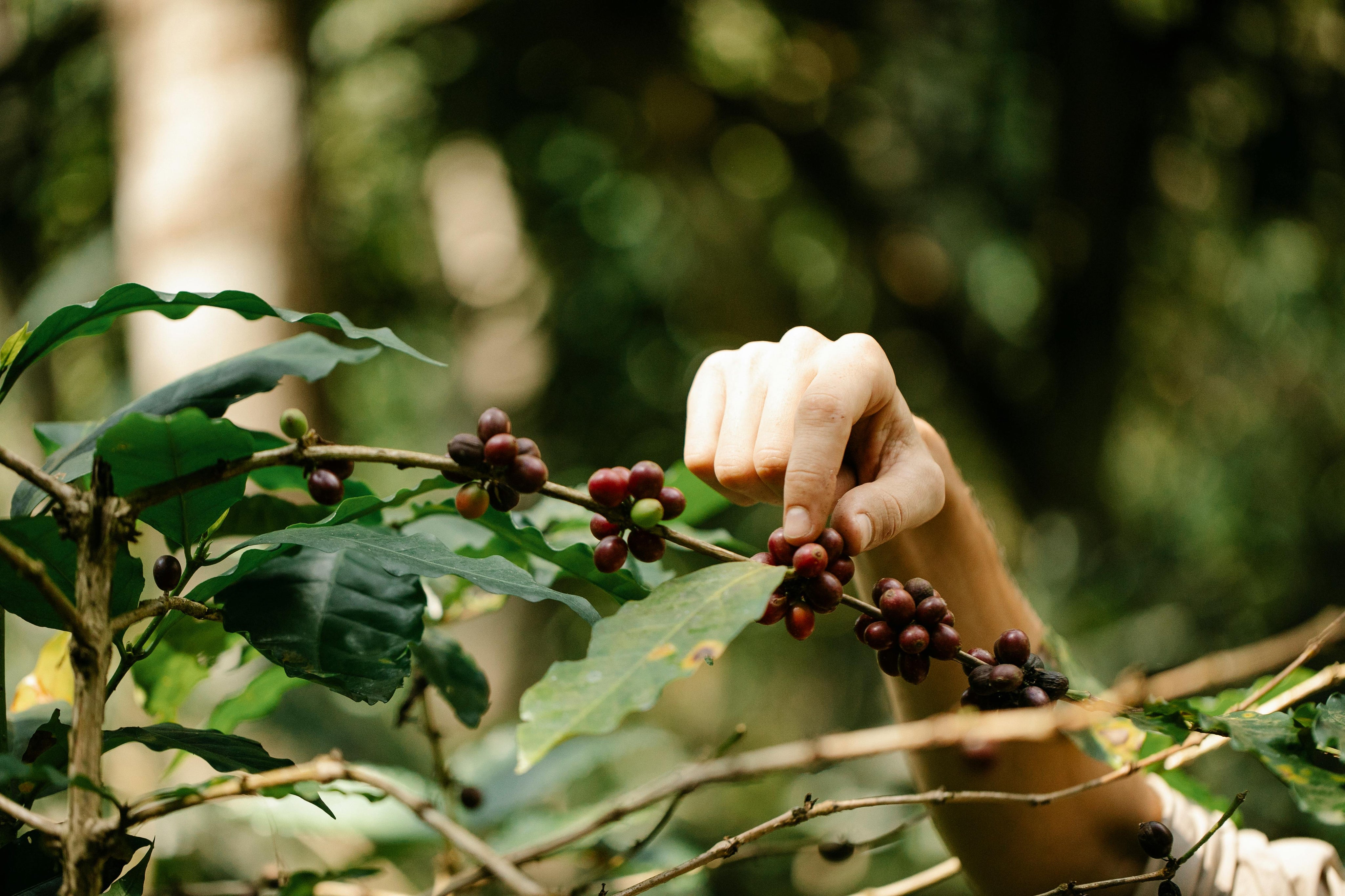 Coffee beans being picked to become Nolo decaf cold brew coffee